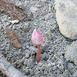 Bloodroot emerging