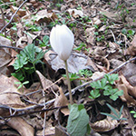 Bloodroot unfolding