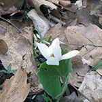 Bloodroot