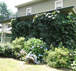 Dutchman's pipe vine