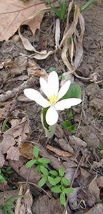 Bloodroot