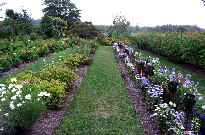 Cutting garden, July