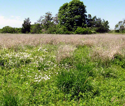 Neiring Natural Area Preserve June 2014