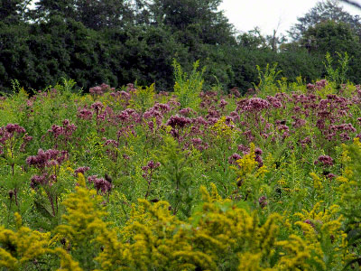 August field at dusk: Joepyeweed and Goldenrod