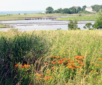 Asclepias in July field