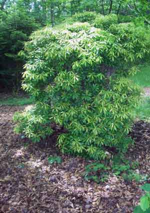 Pieris shrub mulched with chopped leaves.