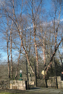 Heritage River Birch Connecticut College Arboretum