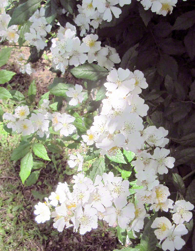 Silver moon heirloom rose