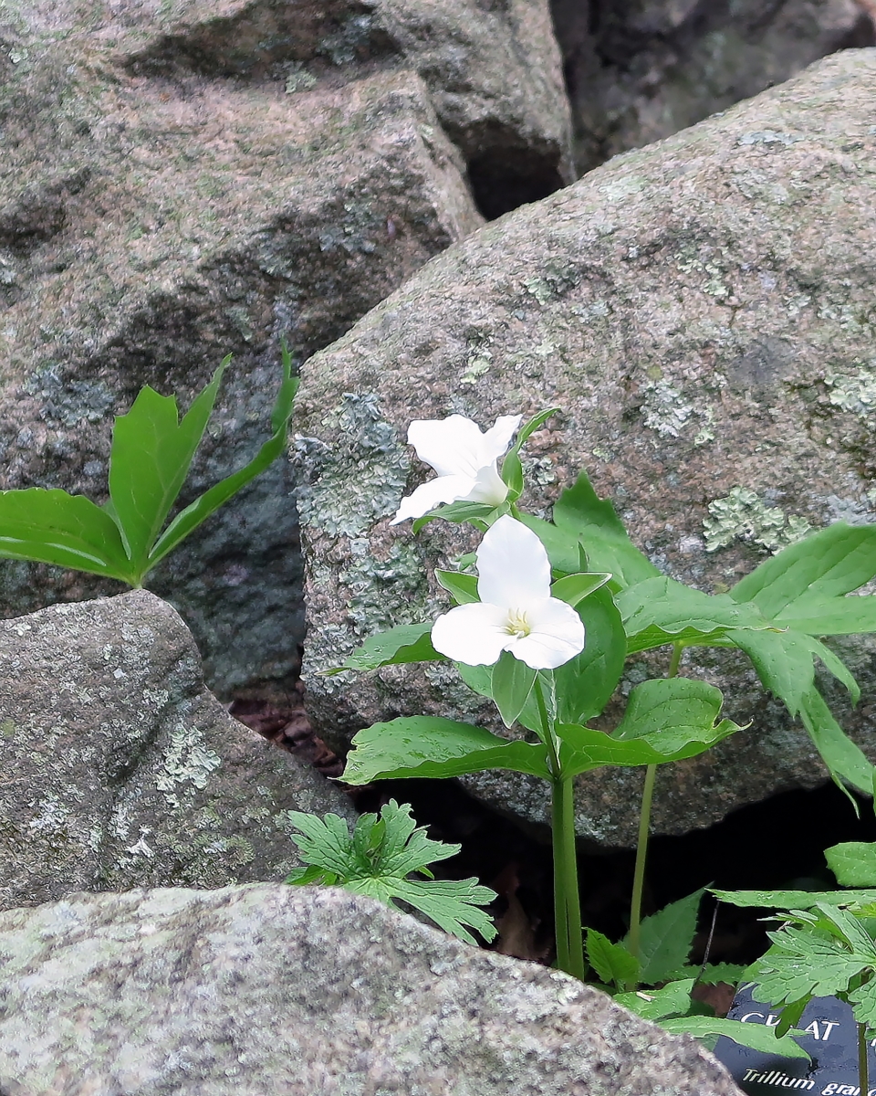 Trillium grandiflorum