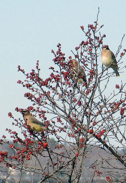 Cedar waxwings eating native winterberry. 