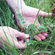 Crown vetch weed in meadow