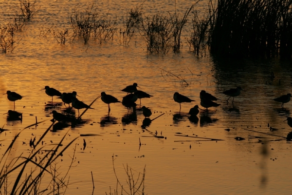 Photo by World Migratory Bird Day