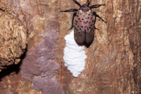 Spotted lanternfly eggs photo by Luke Hearon CC 2.0