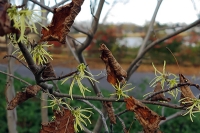 November-blooming witch hazel