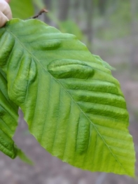 Beech leaf disease symptom