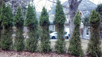 Deer damage arborvitae