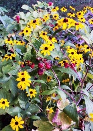 Rudbeckia and ripening blackberries