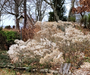 Eupatorium hyssopifolium maintains a beautiful seed head in winter.