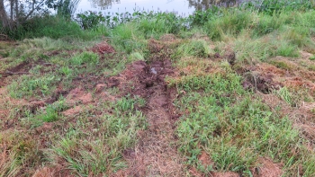 Tractor tires destroyed a young meadow after a mower mistakes tall native plants for weeds. 