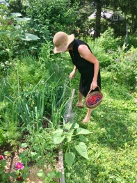 Living mulch helps reduce unwanted plants