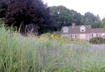 Front yard meadow at Kathy Connolly's house. 