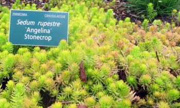 Sedum rupestre 'Angelina'