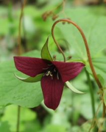 Trillium blossoms at Connecticut College Arboretum in New London. 