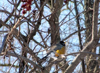 Overwintering robin on native staghorn sumac.