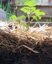 Two inches of baled straw have kept this potato bed relatively weed-free. 