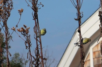 Goldfinches feed from NY ironweed during winter. 