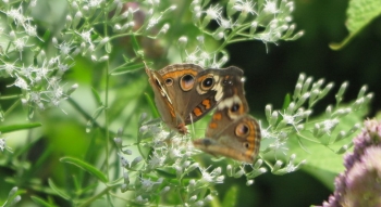 Common buckeye butterfly on Hyssop-leaved boneset