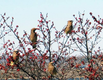 Cedar waxwings on winterberries