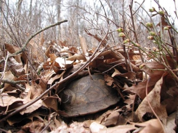 Eastern box turtle overwinters beneath leaves. 