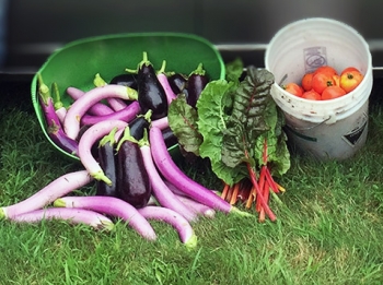 Vegetable harvest by master gardeners