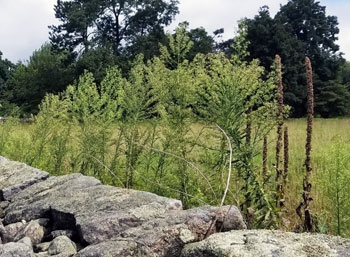 Marestail and mullein line the edge of a field. 