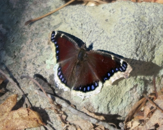 A mourning cloak butterfly flies on March 21. 