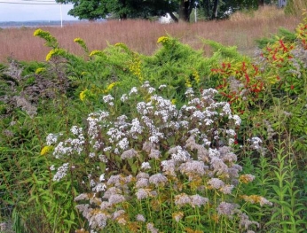 Seaside goldenrod is the towers above white snakeroot (Ageratina altissima). At the bottom of the photo, see the spent flowers of much-shorter licorice golden