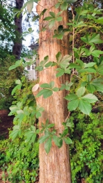 Virginia creeper is unloved by people, but it is a valuable wildlife plant. 