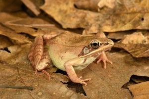 Wood frog by Dennis Quinn, herpetologist