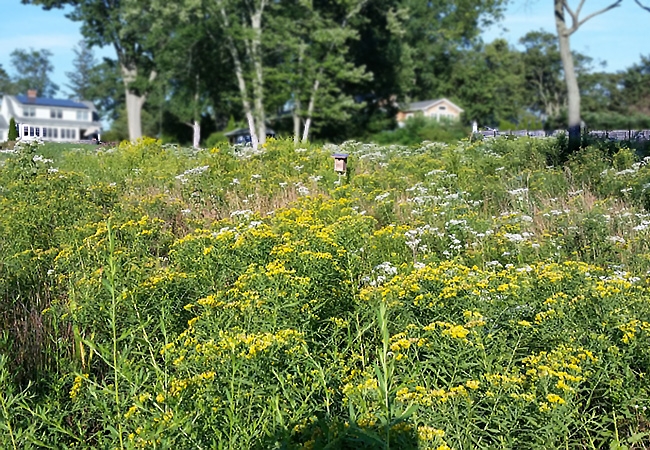 Flowering meadow