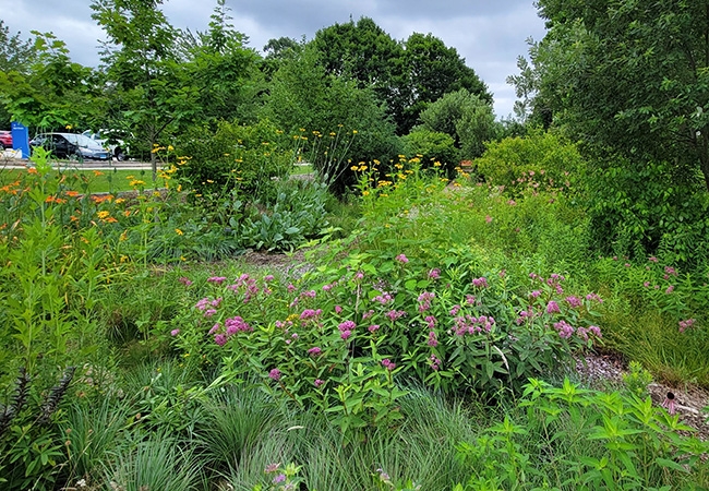 Flowering urban meadow on Boston Post Road.