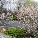 Apple serviceberry, Amelanchier X grandiflora