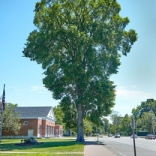 Centennial elm, Old Saybrook, Photo: Robert Lorenz