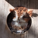 screech owl