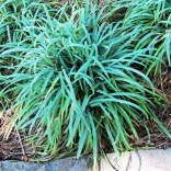 Bunny Blue sedge