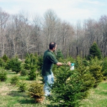 Foliar Feeding at a Tree Farm