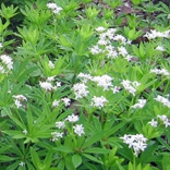 Galium odoratum, Sweet Woodruff