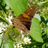 Hoary edge skipper 