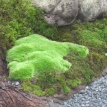 Moss growing on rock