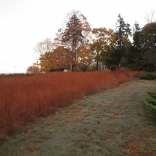 Broomsedge meadow grasses and pathway on November 4